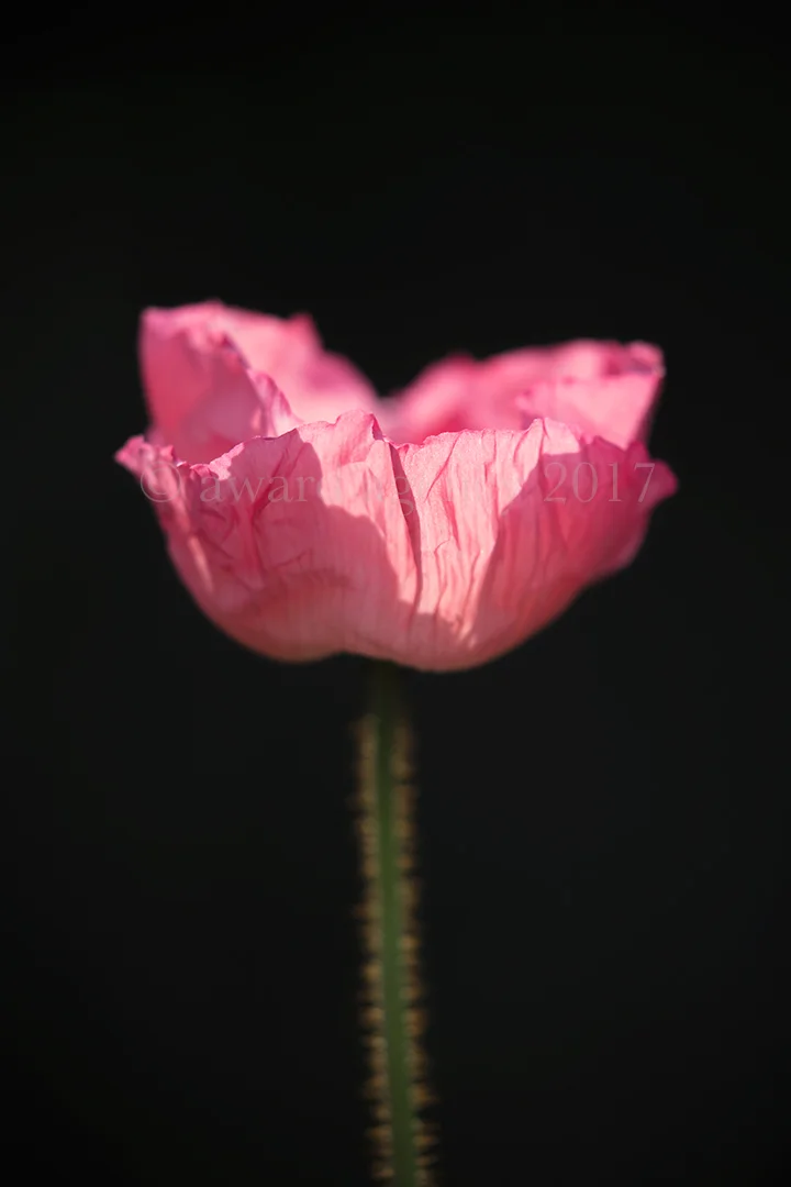 0W6A1171.jpg