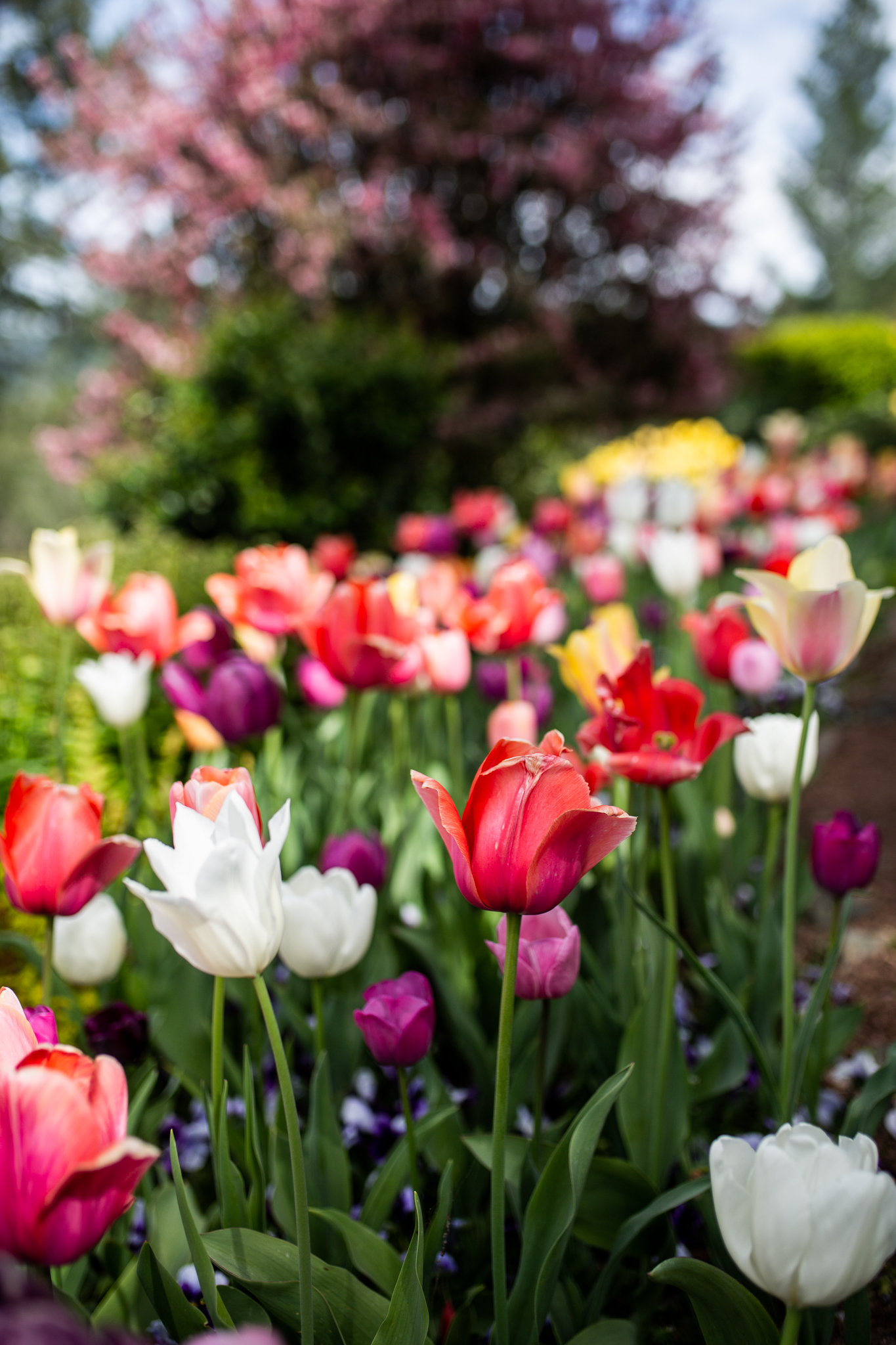 Crystal Hermitage Tulips | Lenkaland Photography
