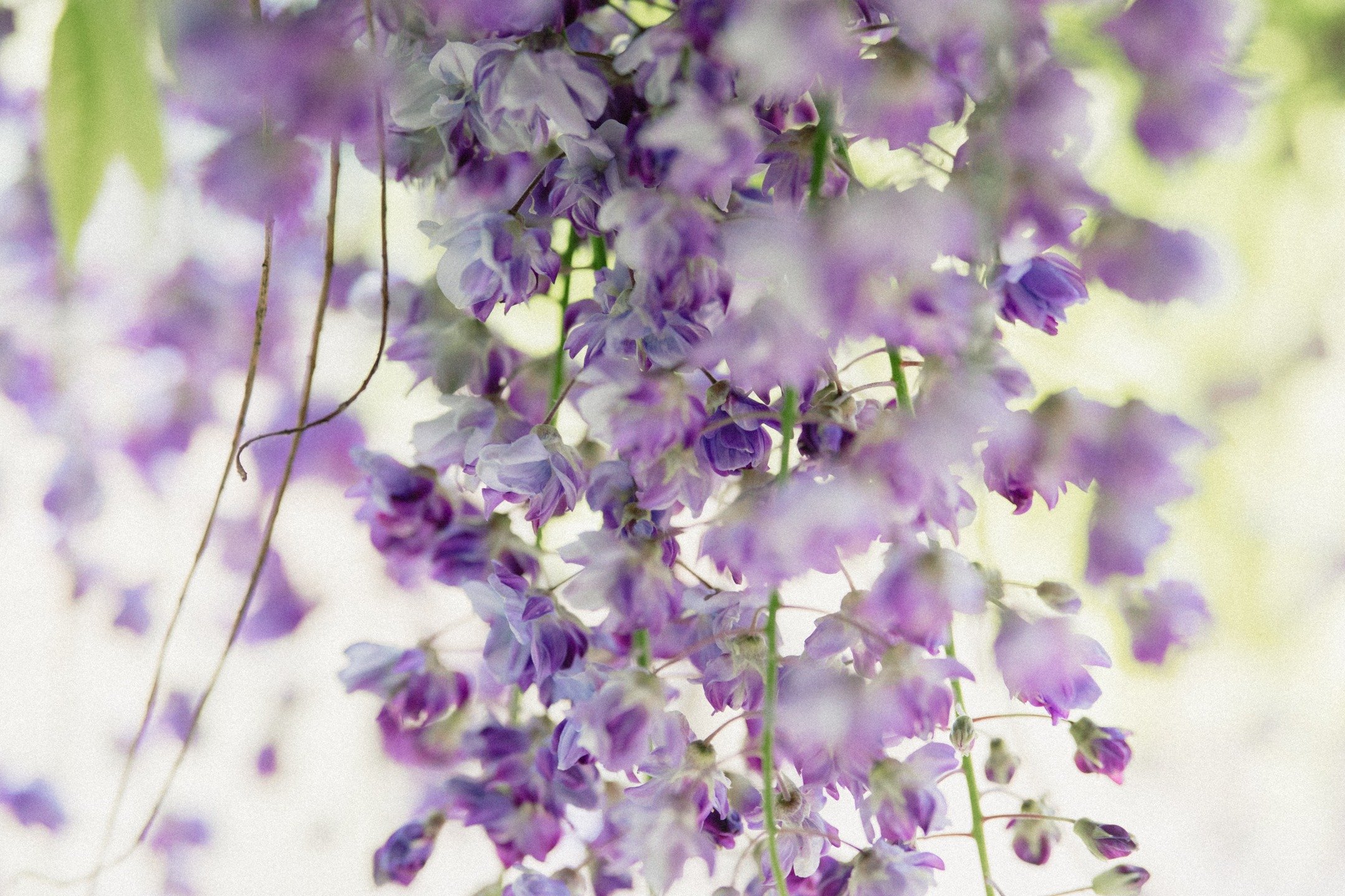 The gentleness of calm can easily be swept up in busy times.
When I pick up my camera, the world slows down. Sometimes, it's not about what we see in a day. It's how we see it.

Wisteria doesn&rsquo;t bloom to impress. It blooms because that&rsquo;s 