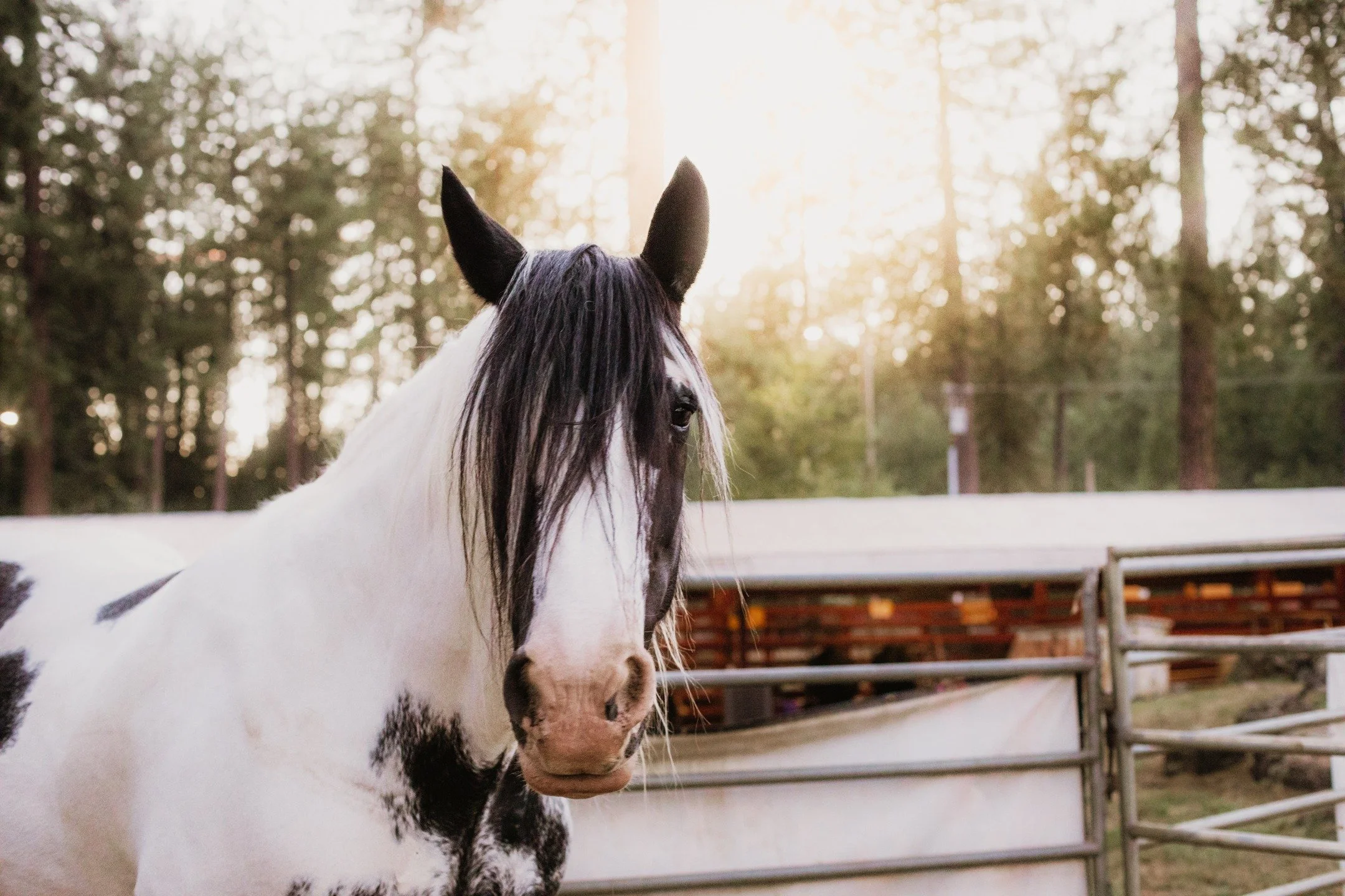 Fair week! What's your favorite part of County Fair at @nevadacountyfair? For me, honestly, I love people-watching. Anyone with me? The charming moments between animals and people are my favorite. If I take photos, I always chat with new friends and 