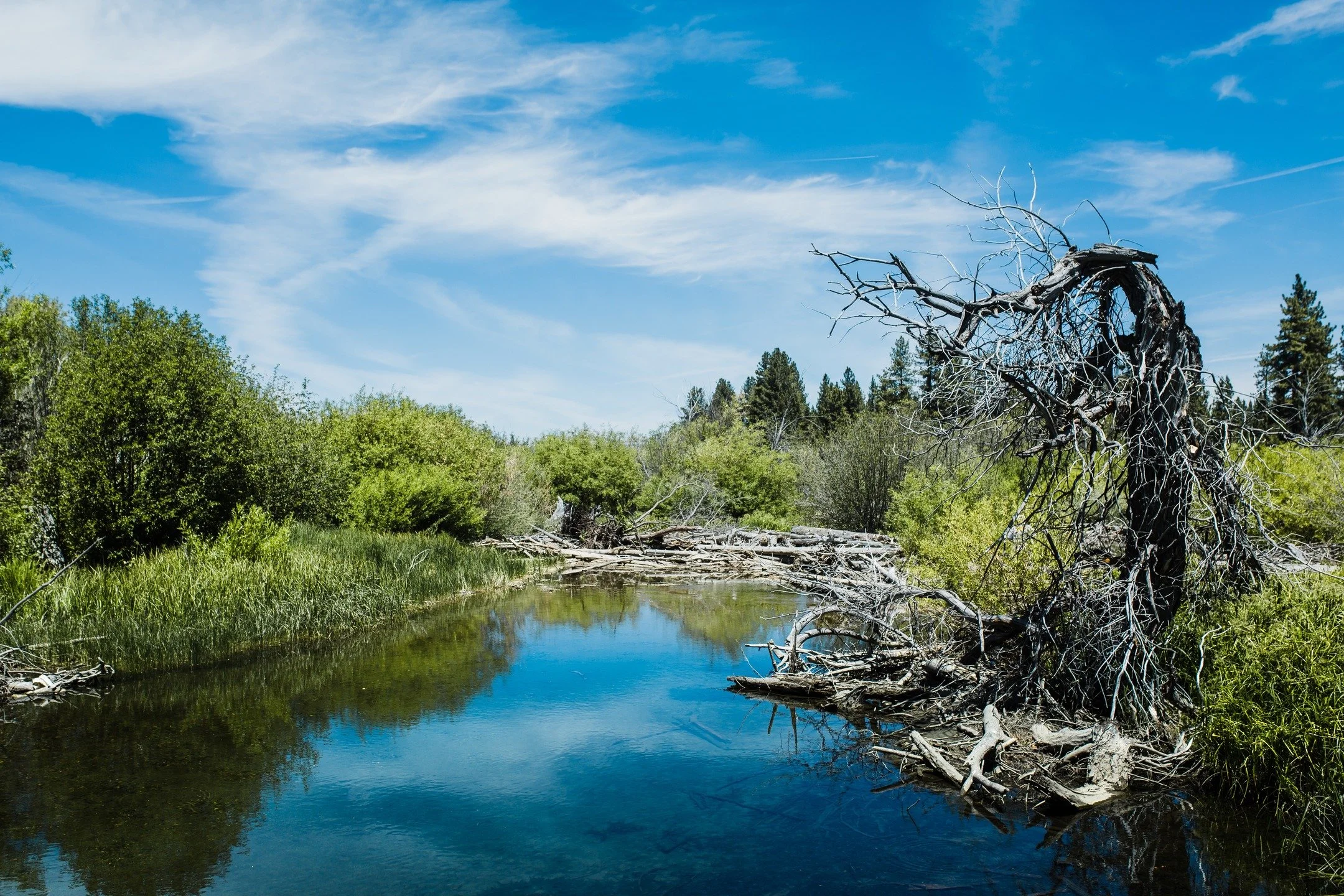 Nature understands the beauty of sculpting the past, the value of keeping sharp reminders of dead trees. Reminders of harsh winters, or dry years. Reminders that the past doesn't stay in the past, it follows and remains. Carry the moments, too. Becau
