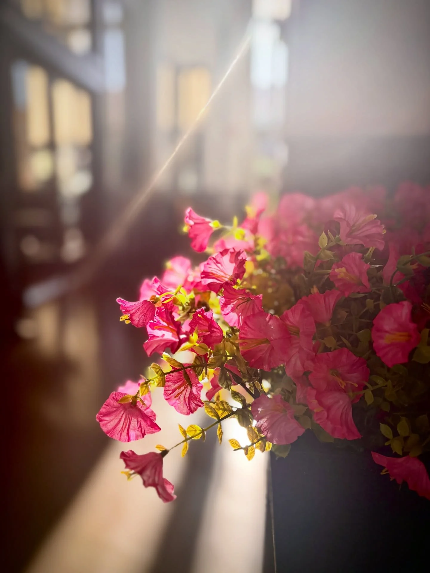 Bloom
Three Ways

Sending you pretty sunshine 🩵