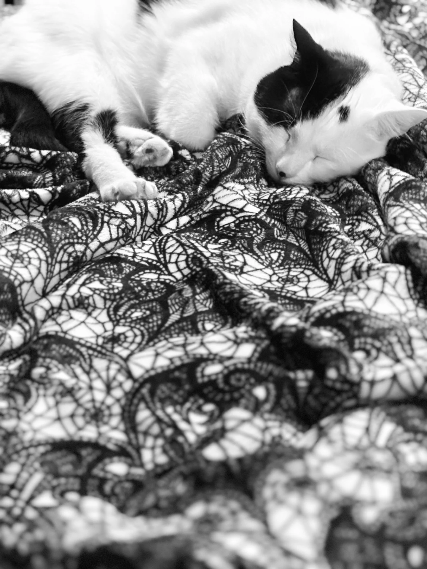 Nap
Stay wild
Moon Child
Delicate prince
Loki

#thorandlokitties