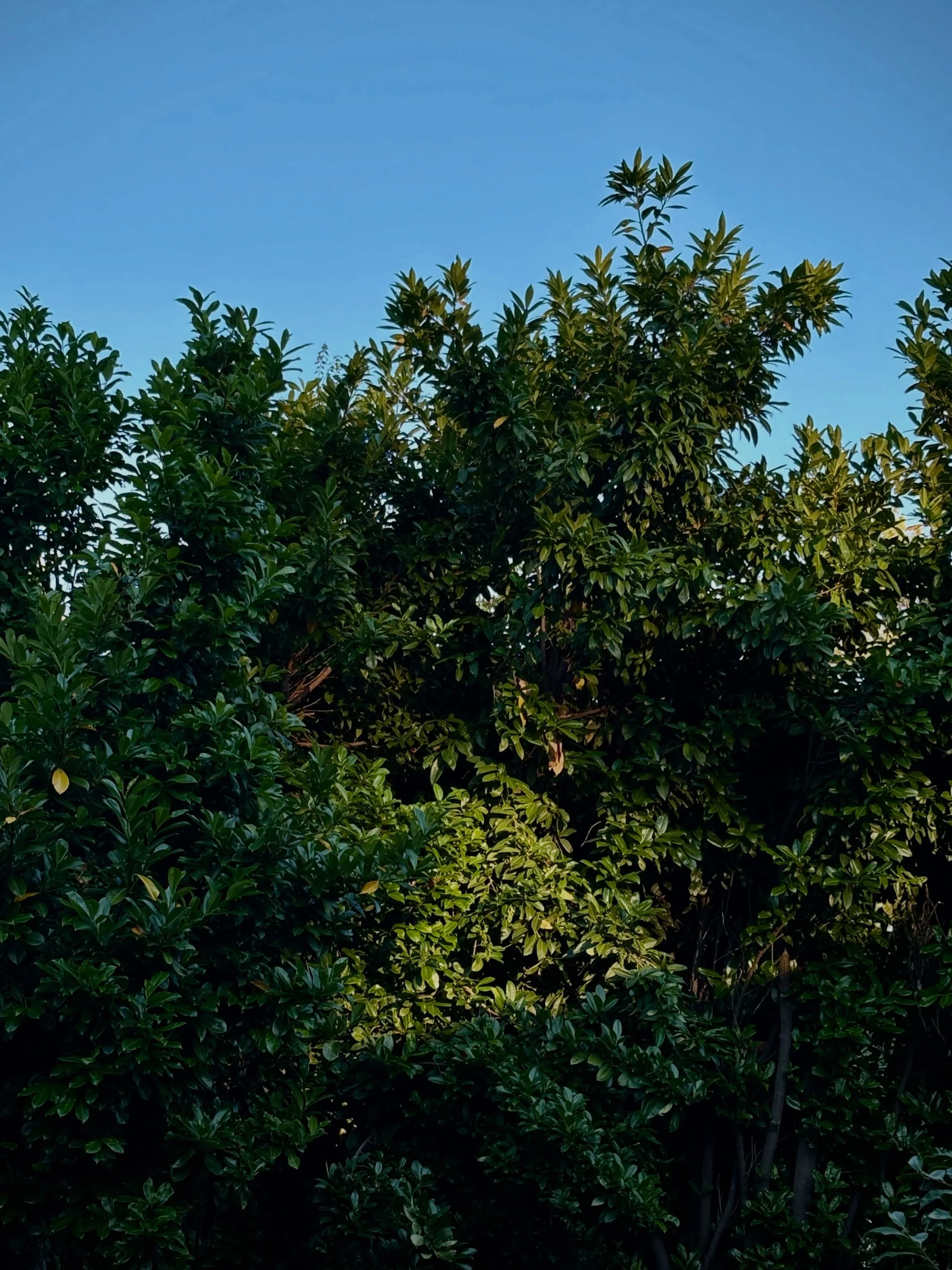That last glimpse of sunset light. I call this light yummy, which I realize might sound odd. Anyone else describe that lingering golden glow as yummy? Or what is your favorite word to describe that light?
