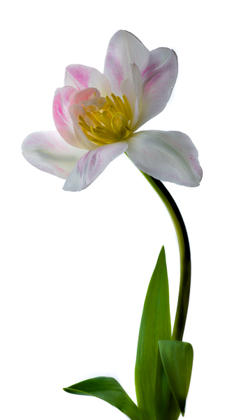 Pink and White Tulip