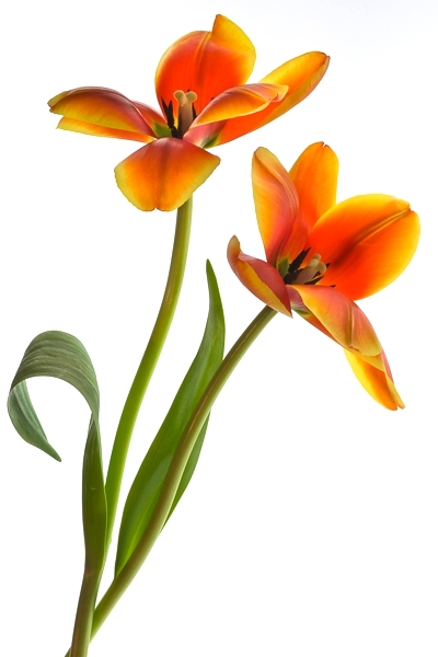 Orange Tulips