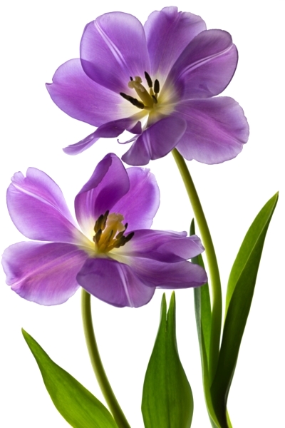 Purple Tulips