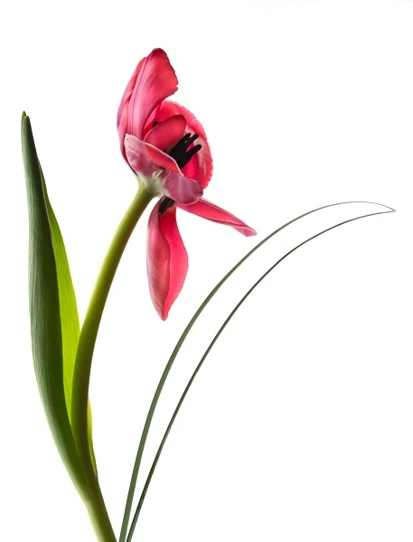 Red Tulip with Leaf Outline