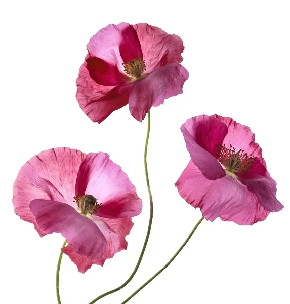 Pink California Poppies