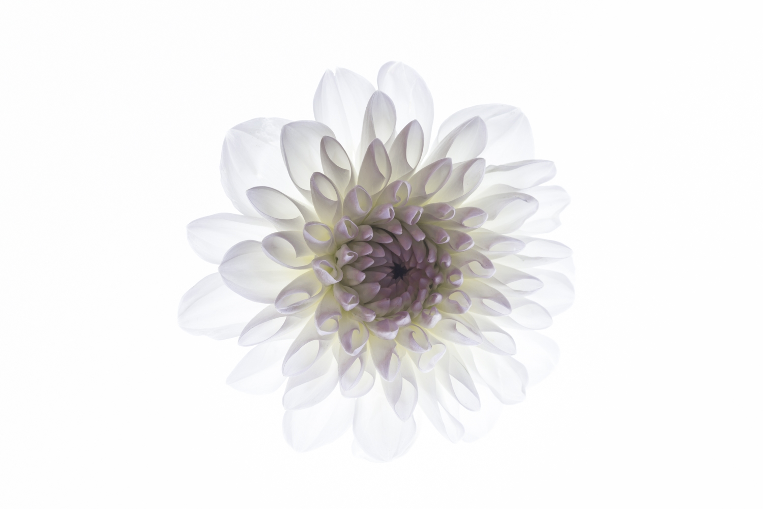 White and Lavender Dahlia