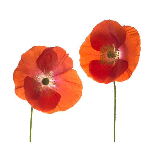 Orange Poppies