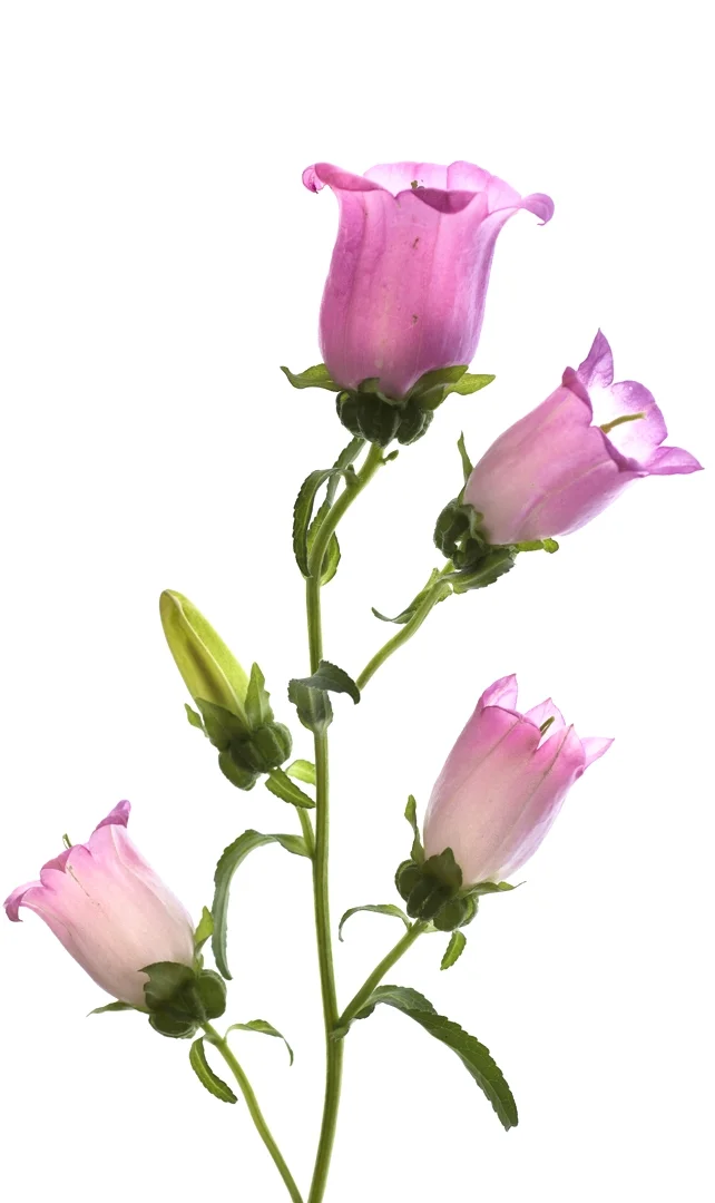 Pink Campanula 2