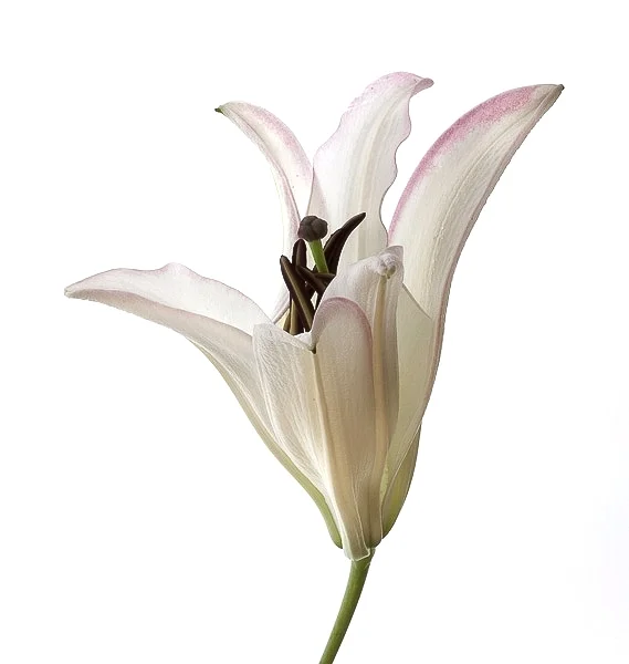 Pink-edged Lily