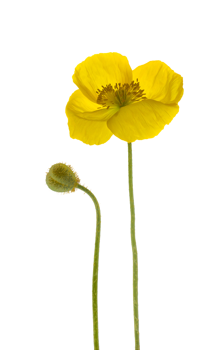 Yellow Poppy and Bud