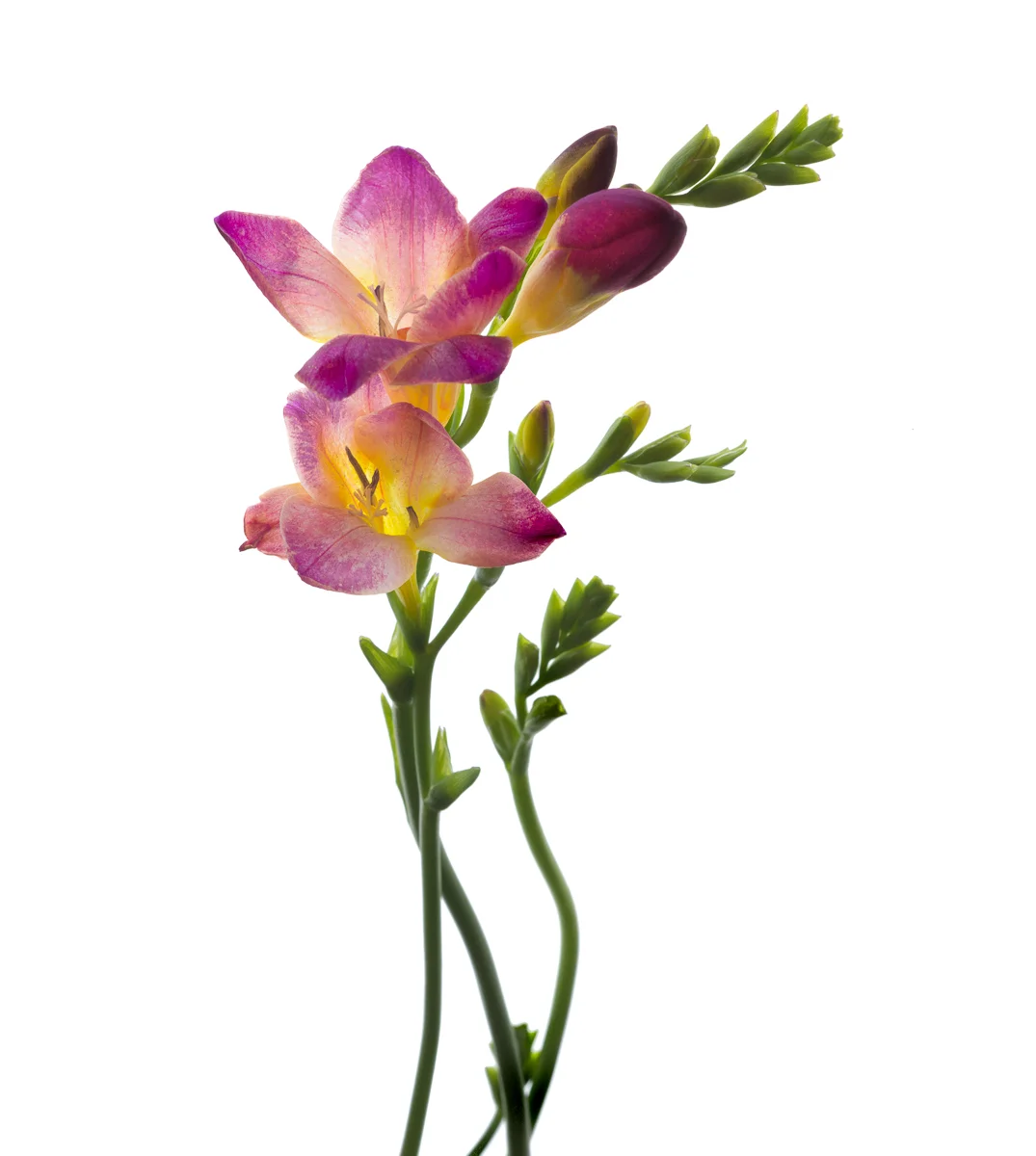 Pink Freesia