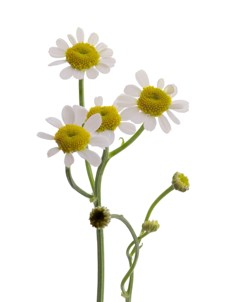 Chamomile 1
