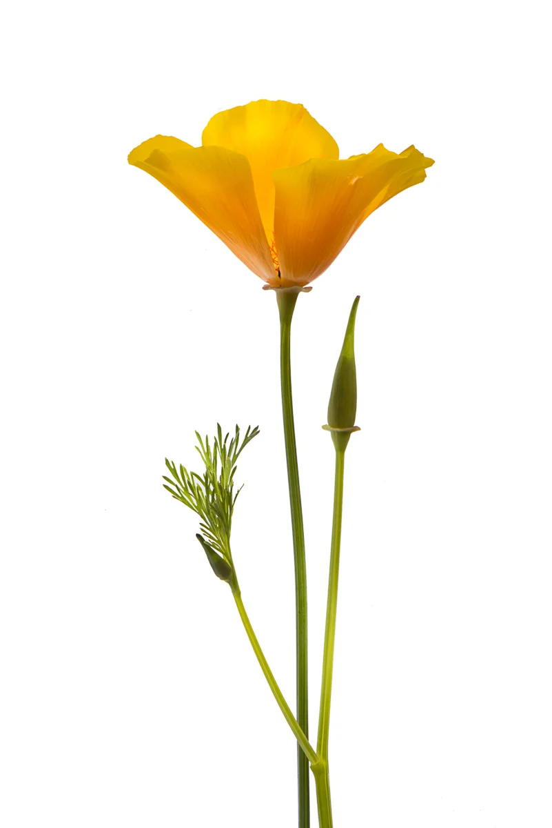 California poppy