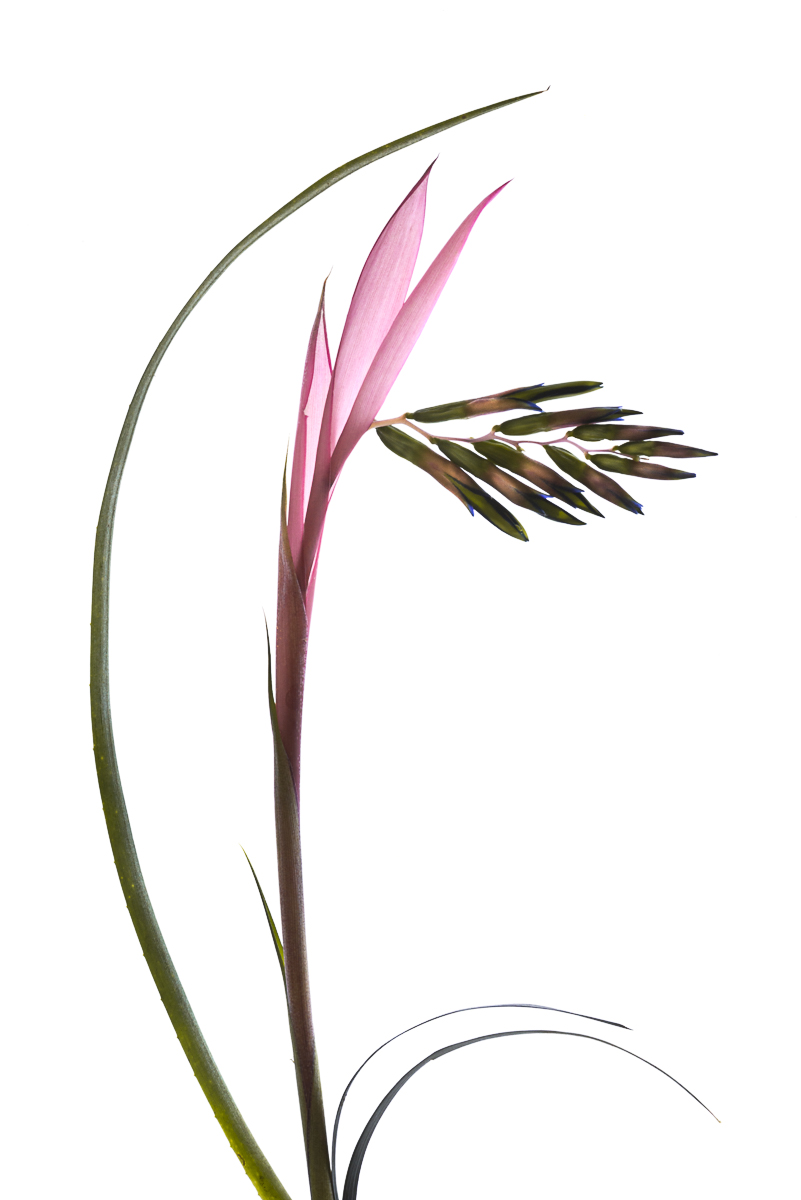 Billbergia