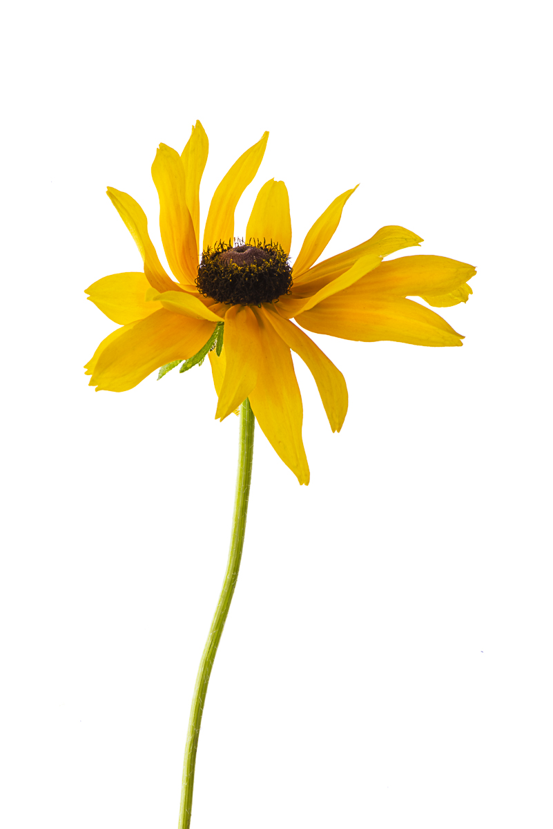 Black-eyed Susan