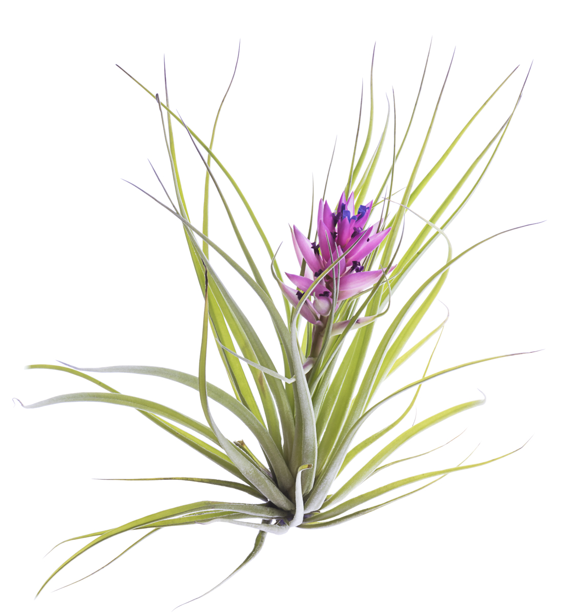 Air Plant