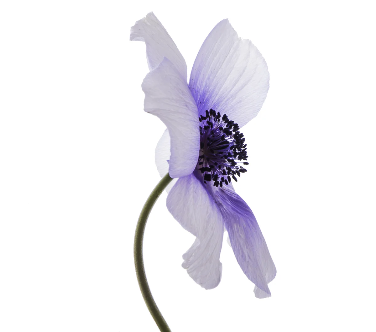 Purple Anemone
