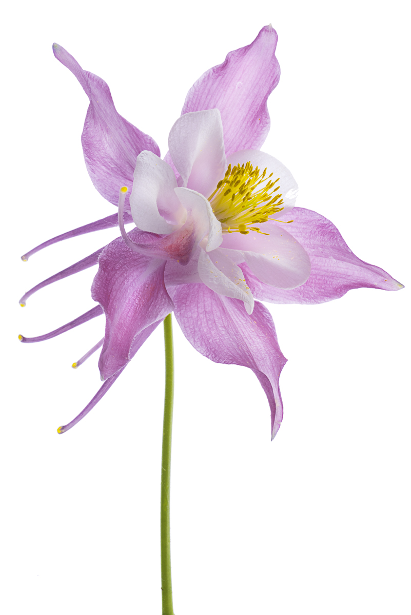 Rosemarie's Columbine