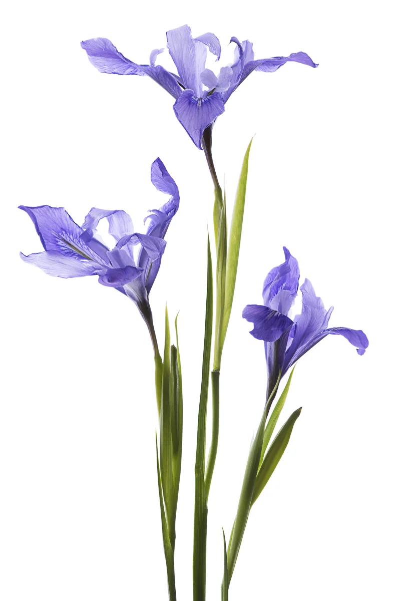 Wild Iris