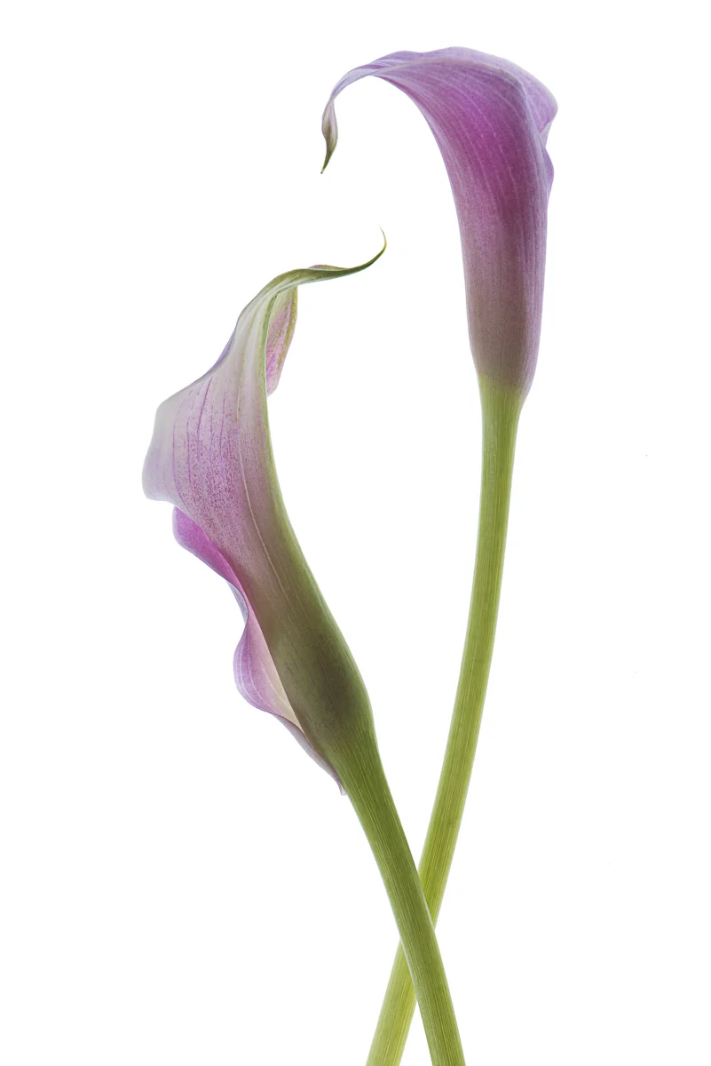 Pink Calla Duet