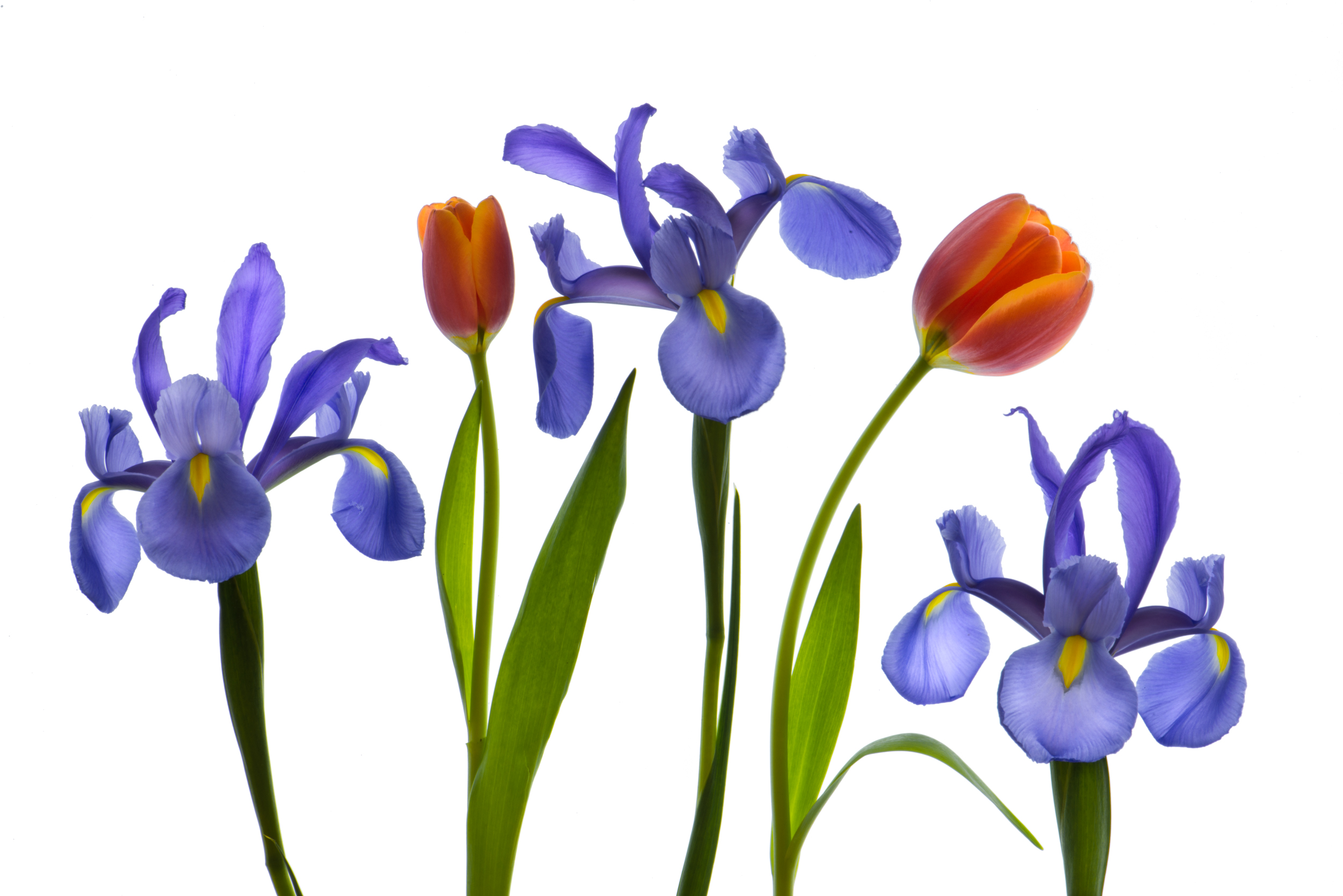 Irises and Tulips