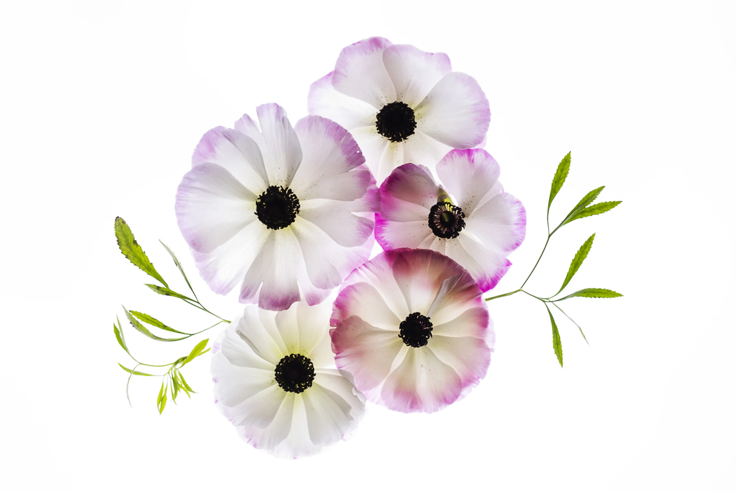 Anemone Magic