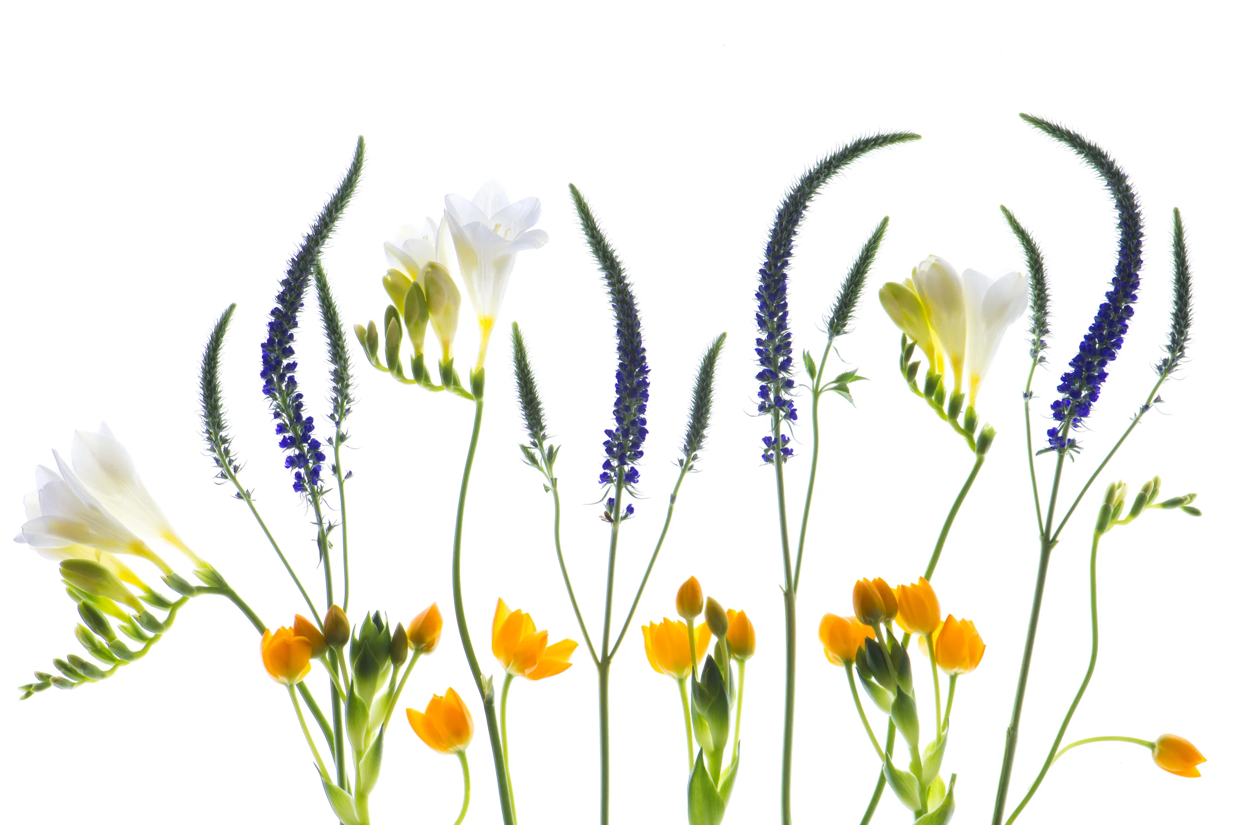 SPRINGTIME