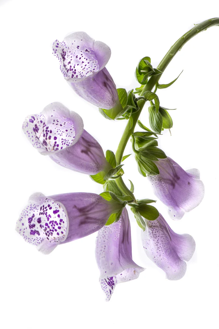 FOXGLOVE