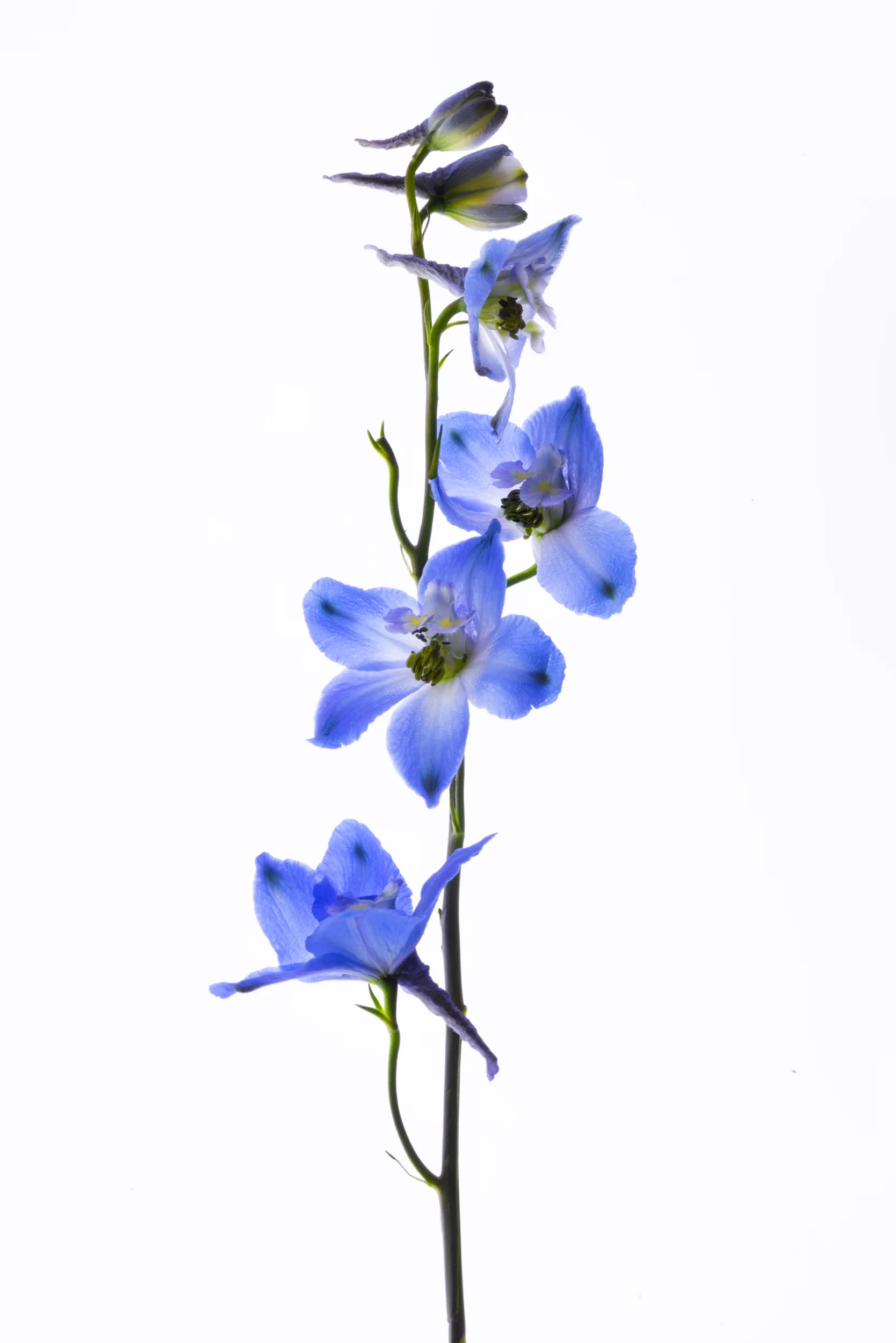 Larkspur