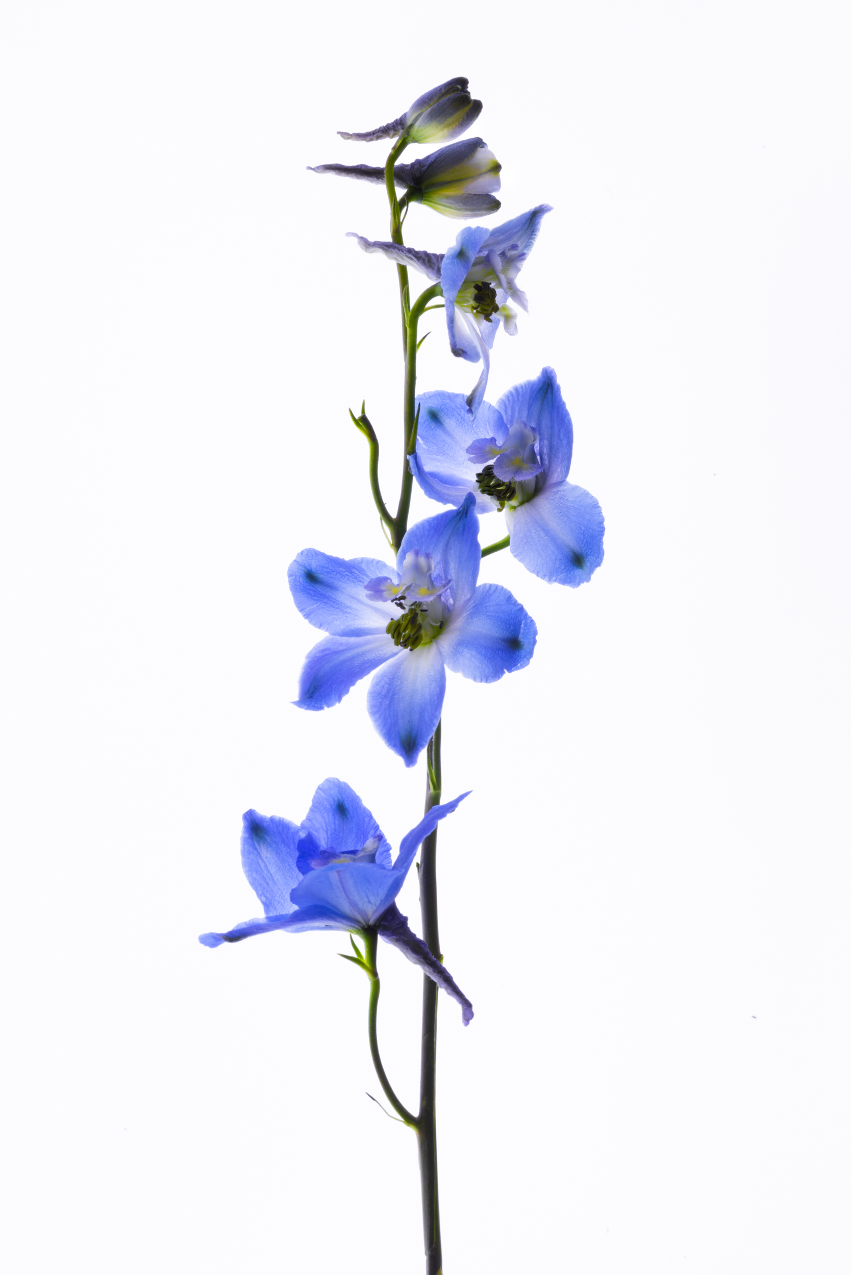 Larkspur