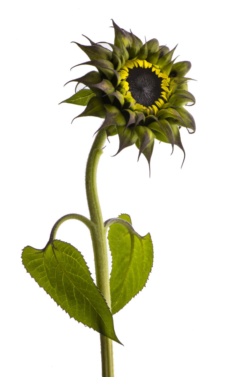 Sunflower with Attitude