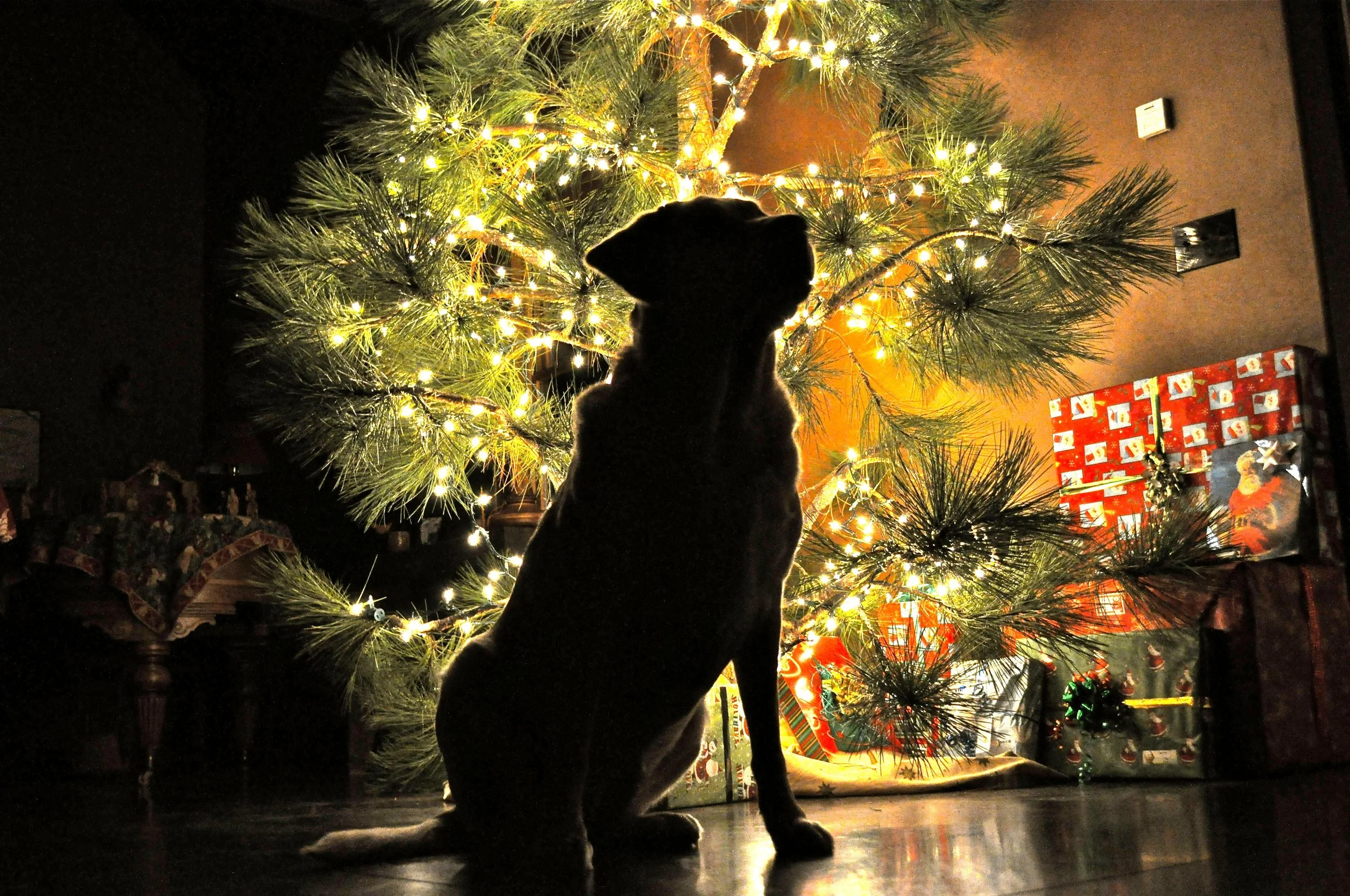 “Roxy” Photo by Nick Giles