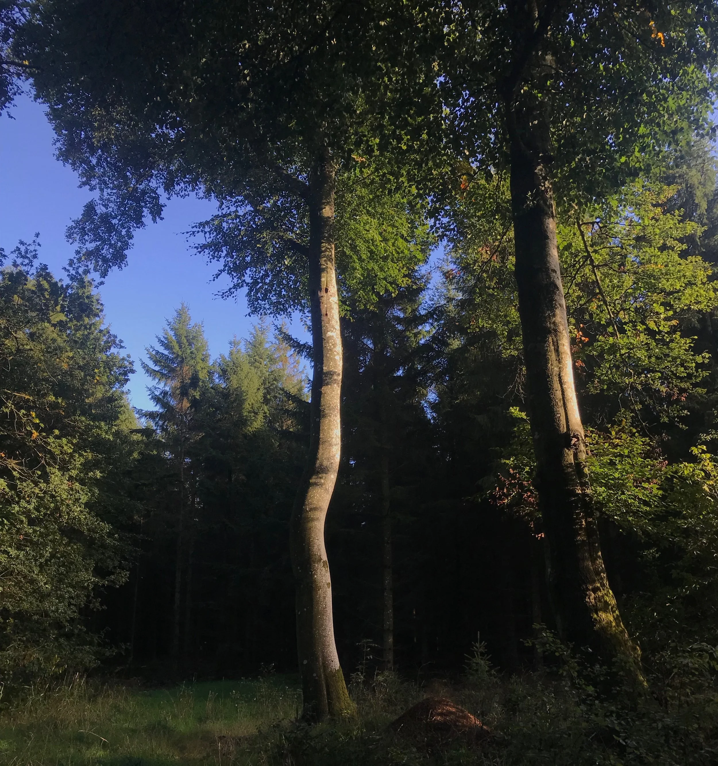 IMG_4244.jpeg