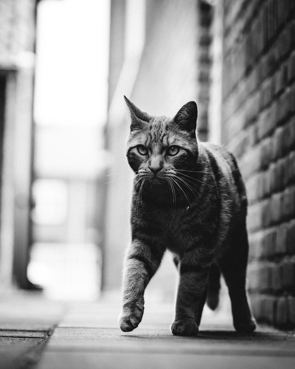 Photo: Gijs Coolen on Pexels.com