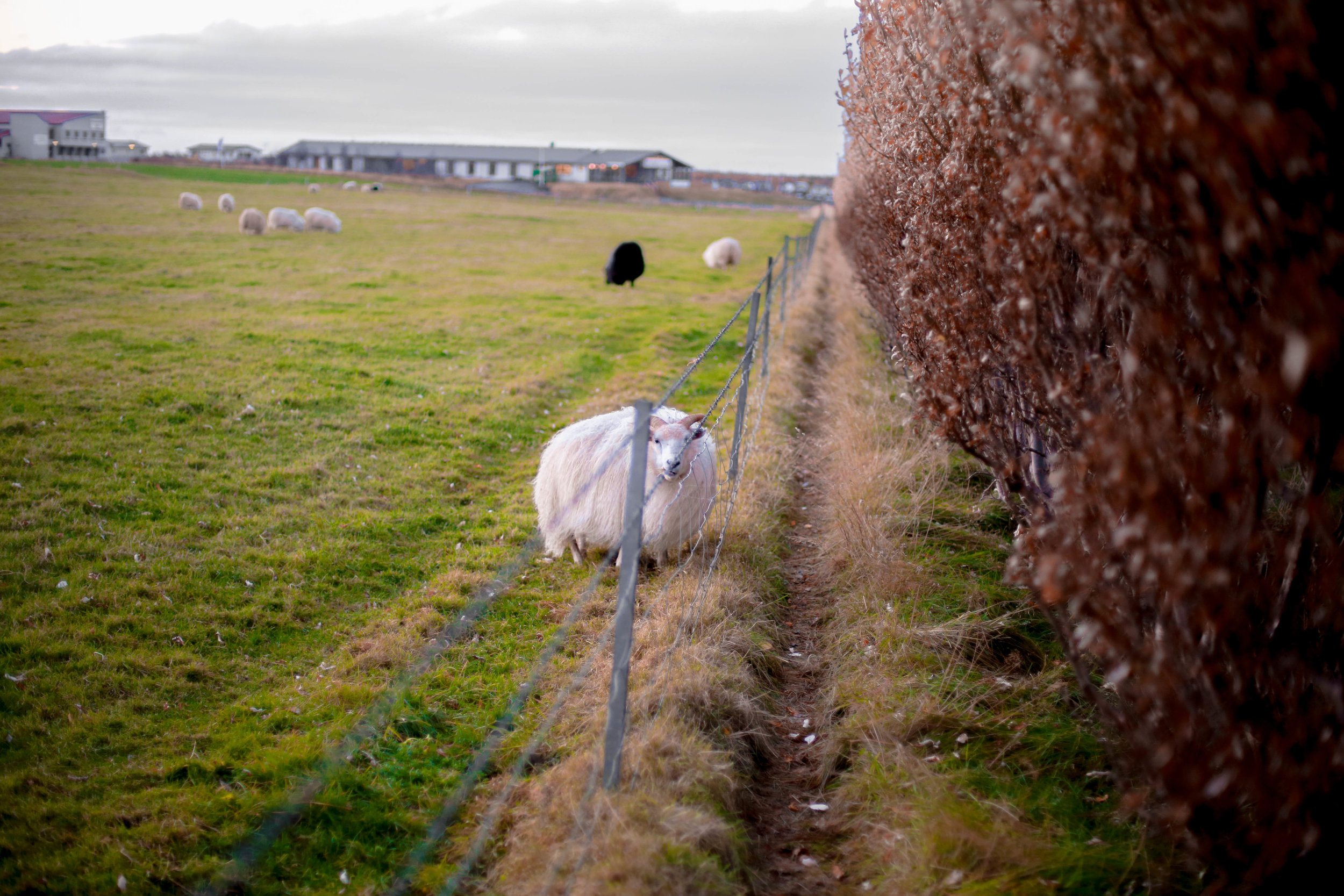 icelandedited-70.jpg