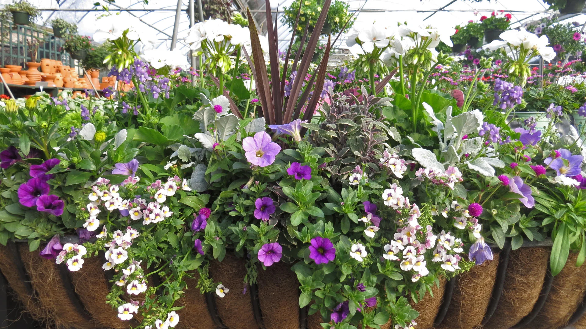summer-window-box.jpg