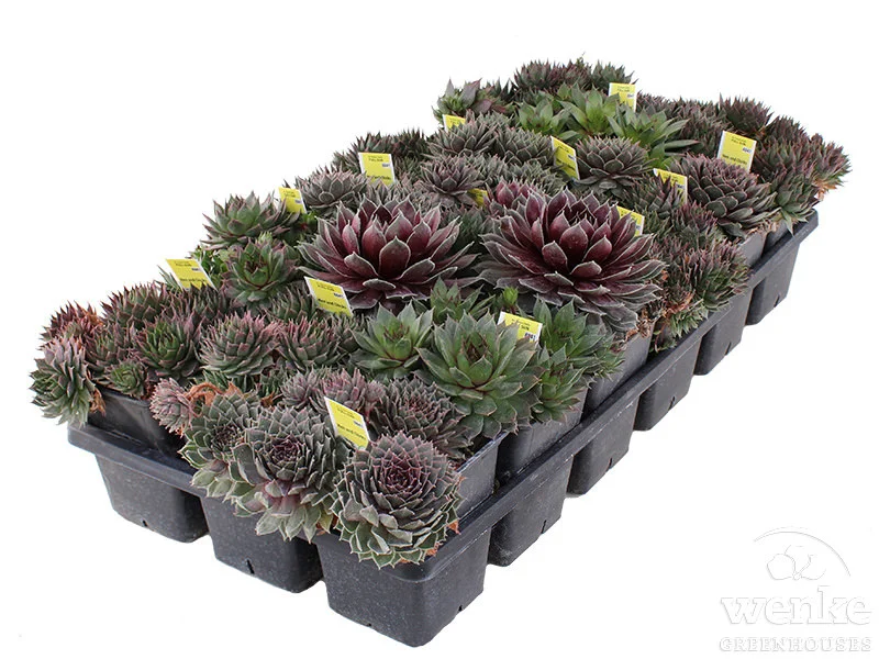 3.5" Succulent