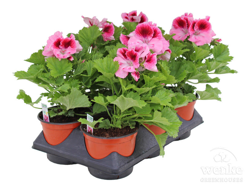 5.5" Zonal Geranium