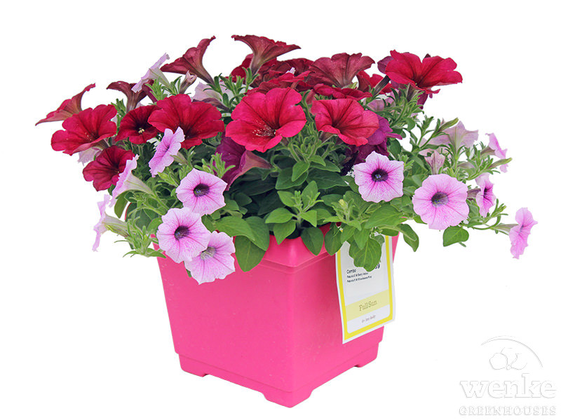 7.5" Pastel Easter Planter