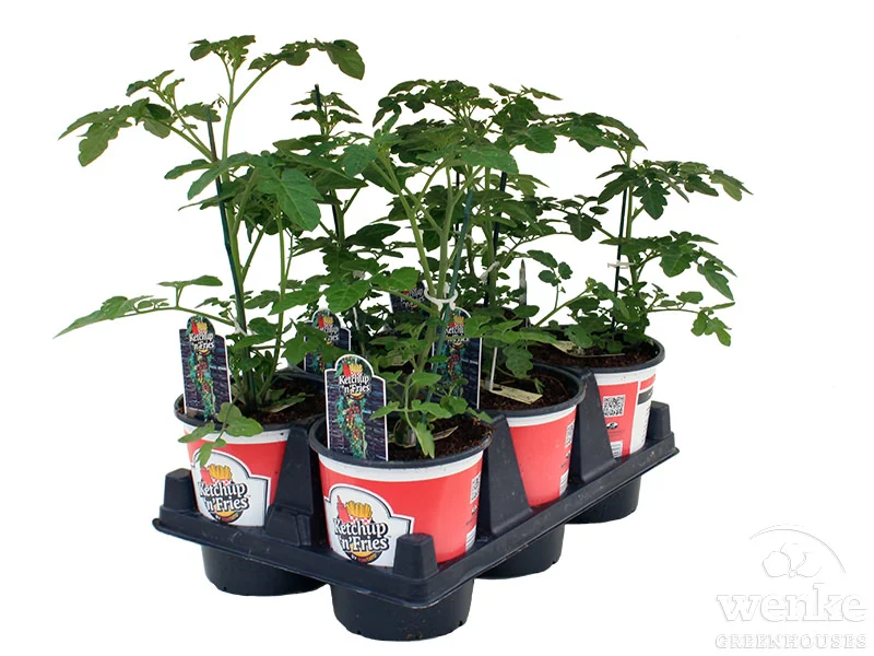 6.5" Ketchup & Fries