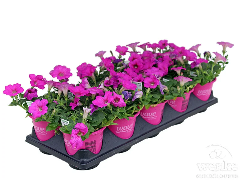 4.3" Wave® Petunia