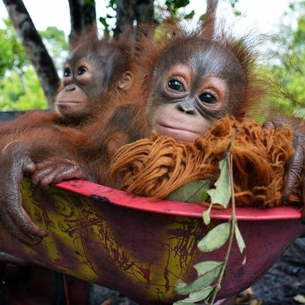 Borneo Orangutan Survival Foundation — TOPIKU