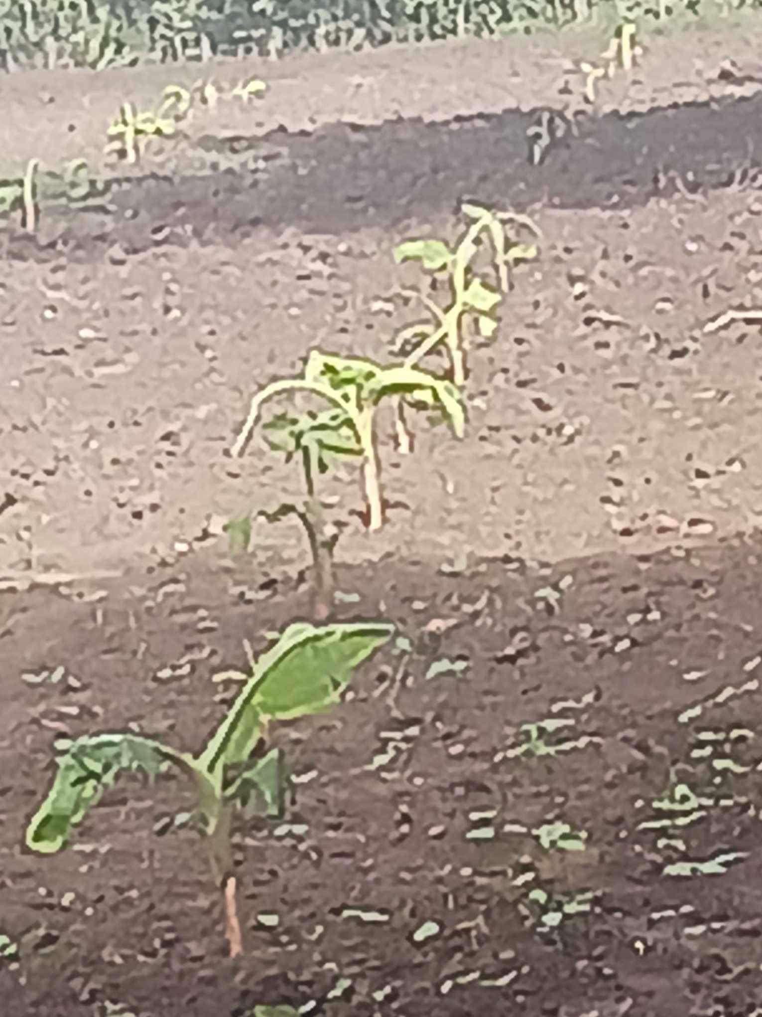 agricultural project…. Planting Bananas