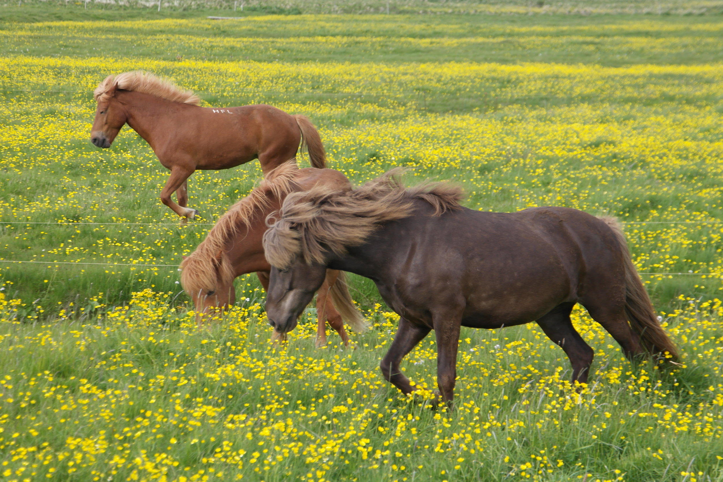 The Icelandic horses