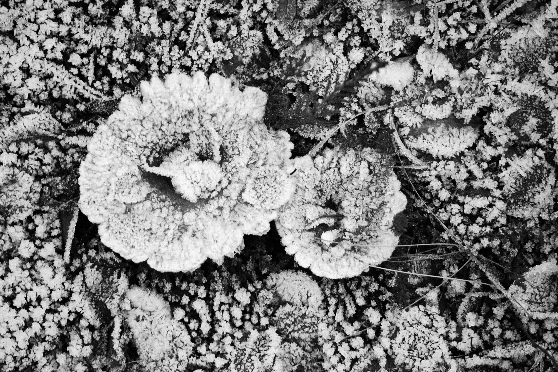  Frost roses on a wild fungus