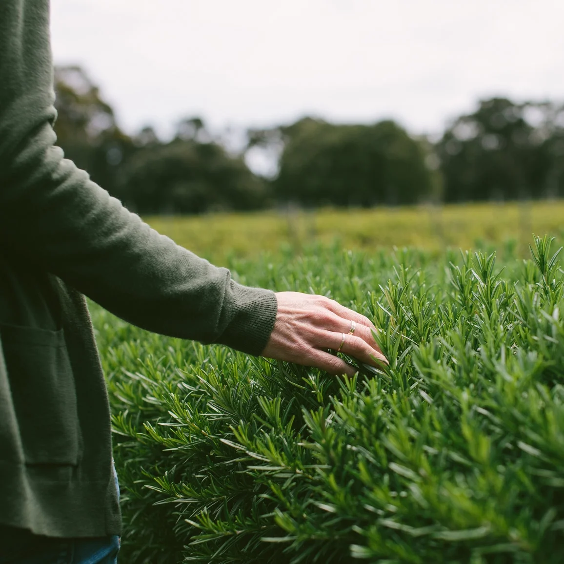 Boston Ayurveda School
